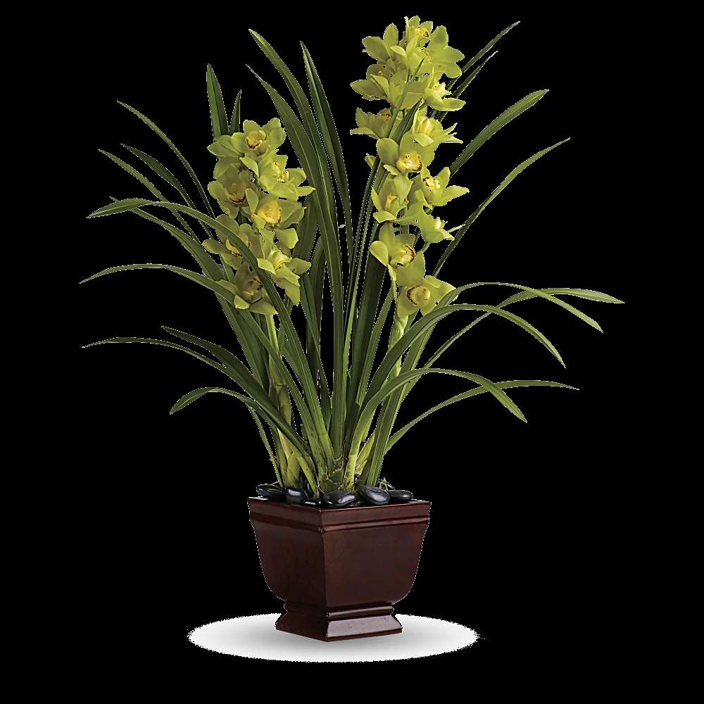 Teleflora's Splendid Orchids