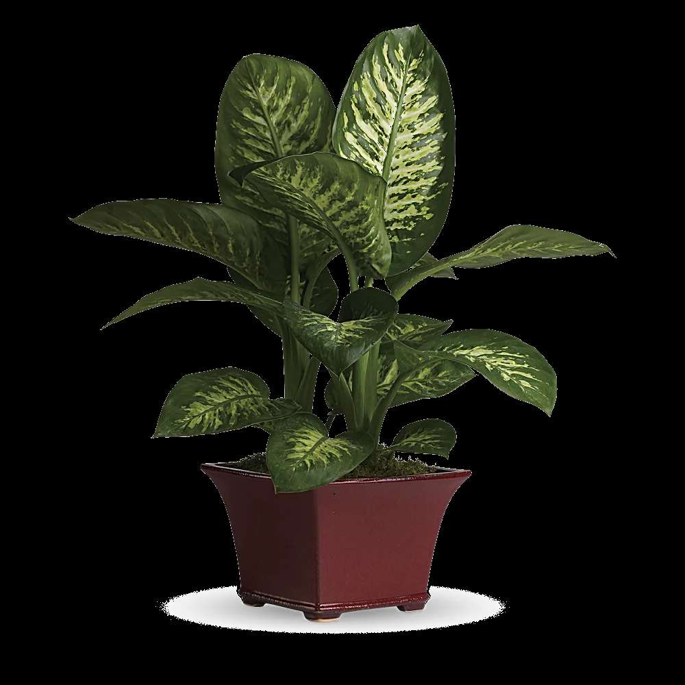 Delightful Dieffenbachia