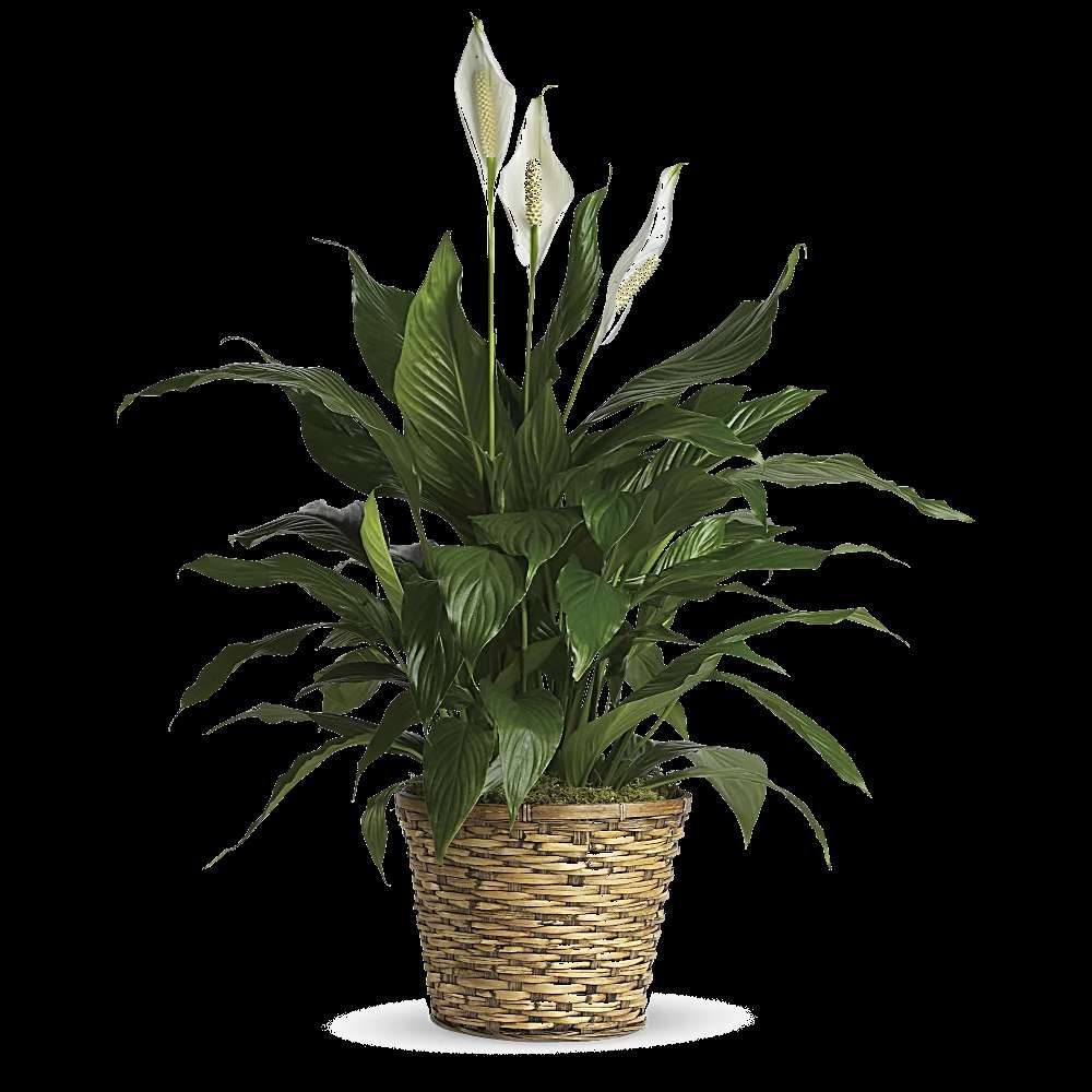 Simply Elegant Spathiphyllum (Peace Lily) - Medium