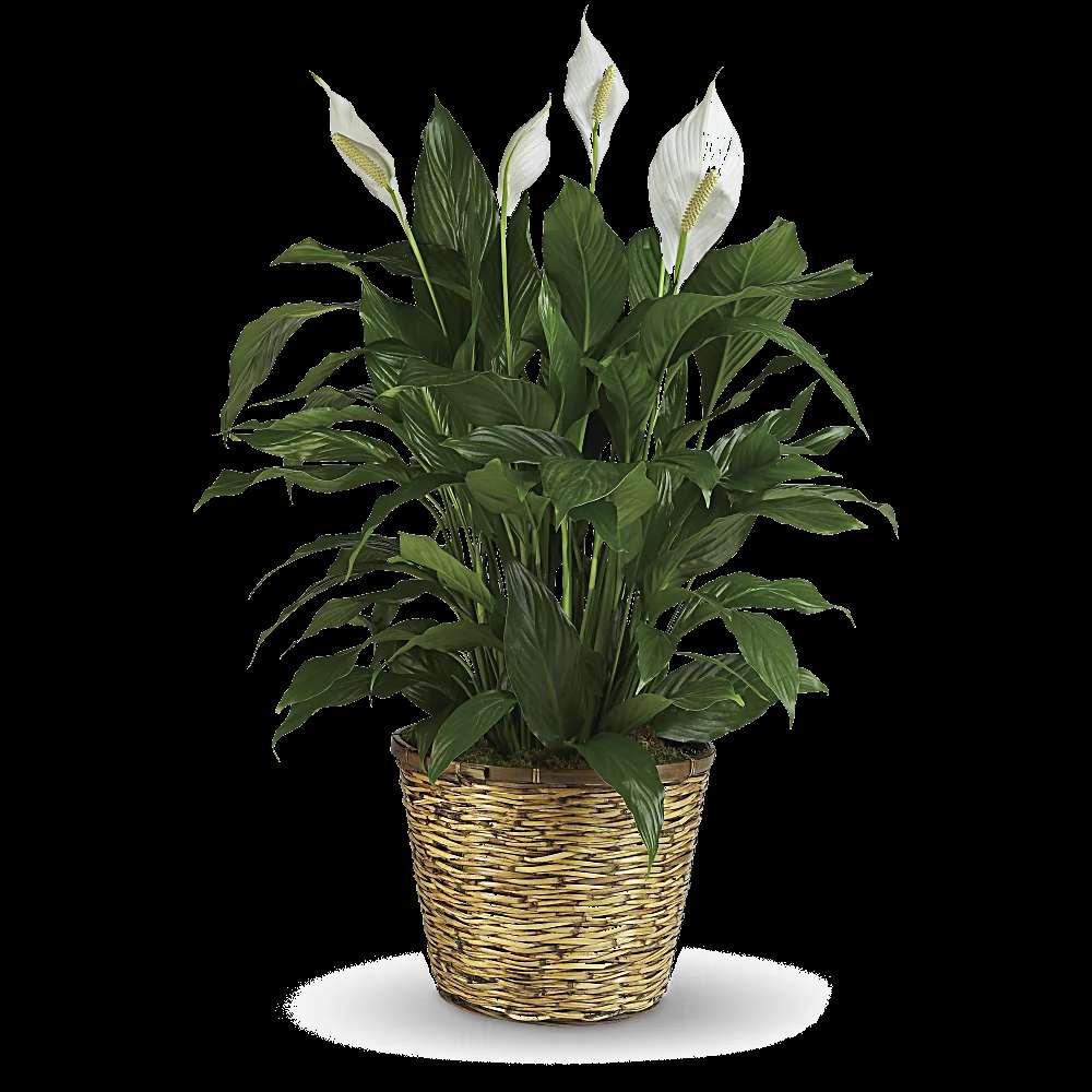 Simply Elegant Spathiphyllum (Peace Lily) - Large