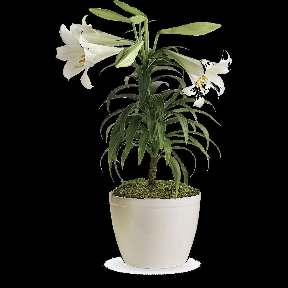 Easter Lily Plant