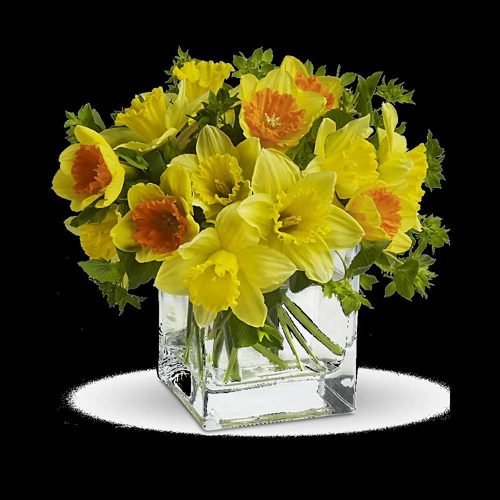Teleflora's Daffodil Dreams