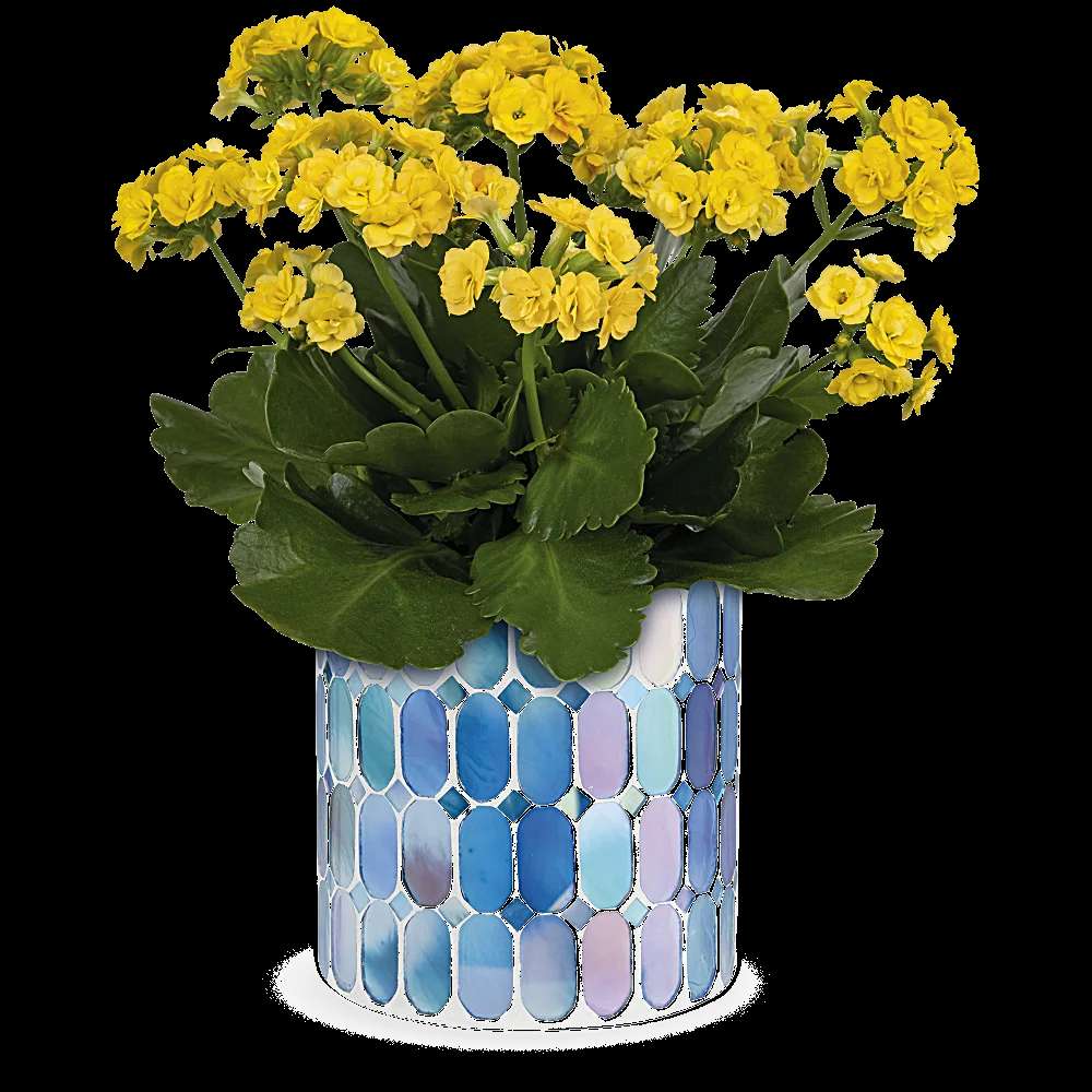 Teleflora's Sunny Kalanchoe