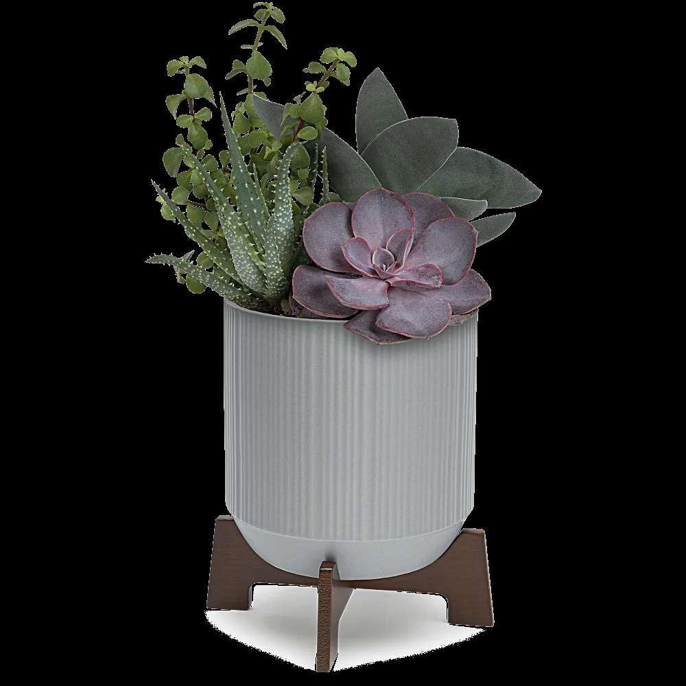 Teleflora's Mod Succulents