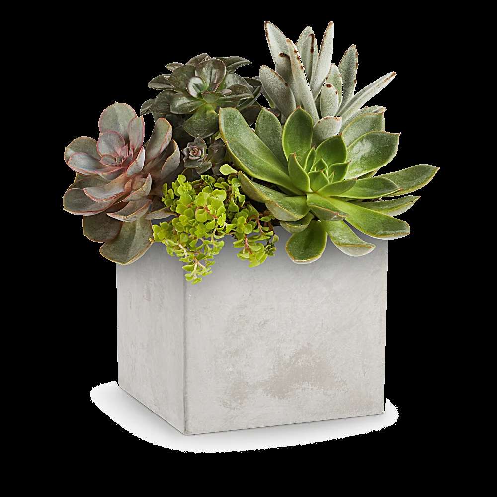 Teleflora's Concreate Oasis Succulent Garden
