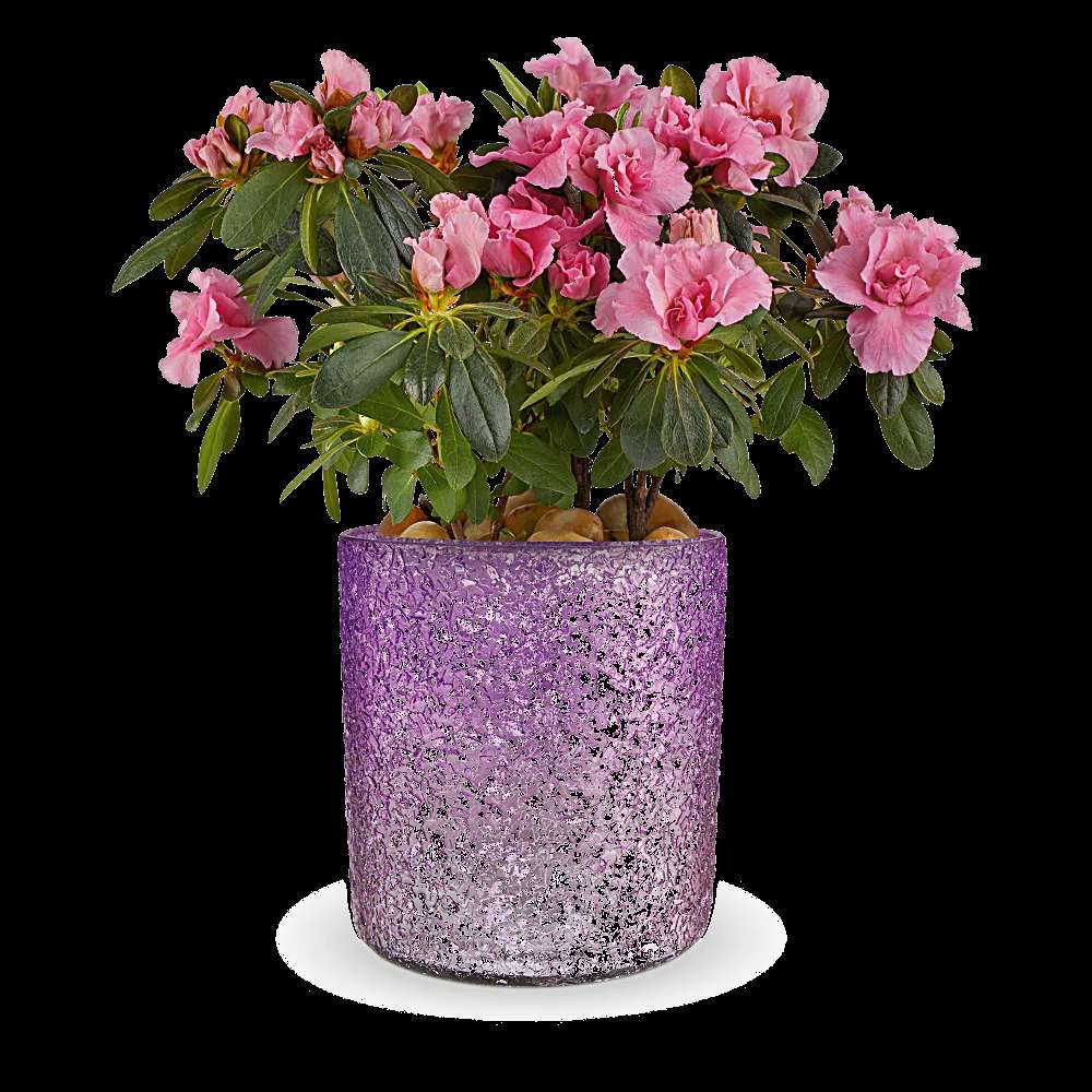 Teleflora's Blooming Sparkle Azalea Plant
