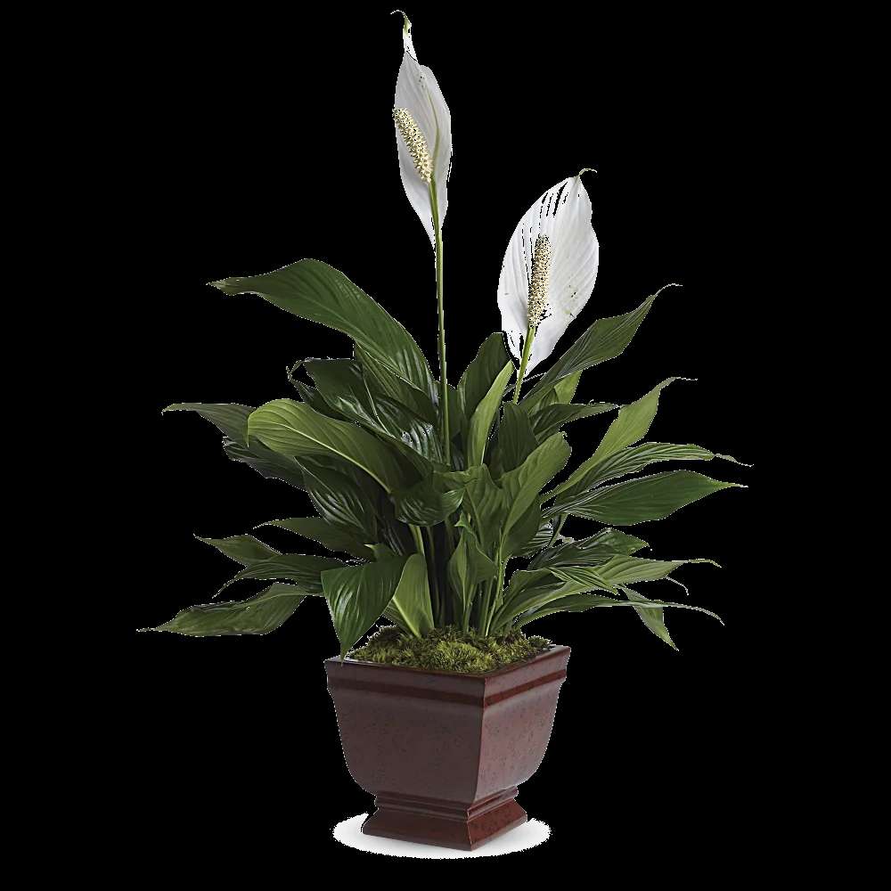 Teleflora's Lovely One Spathiphyllum Plant