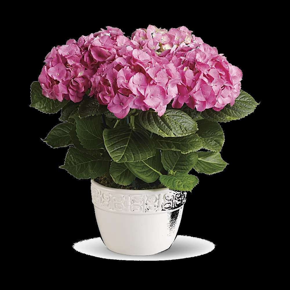 Happy Hydrangea - Pink