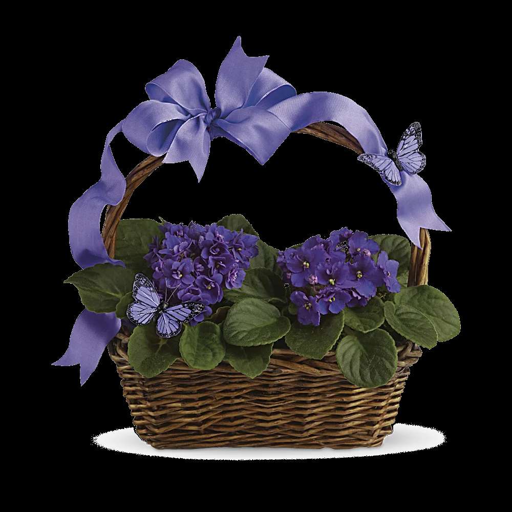 Violets And Butterflies