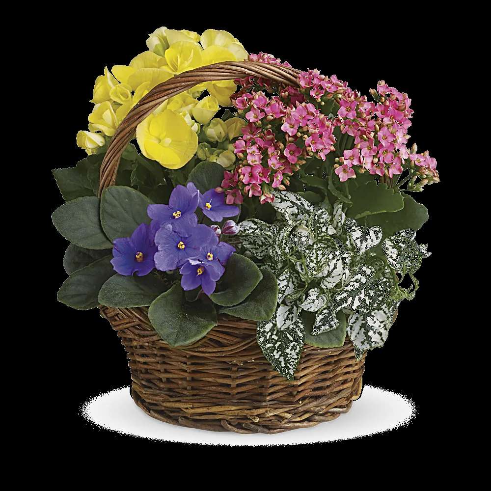Spring Has Sprung Mixed Basket