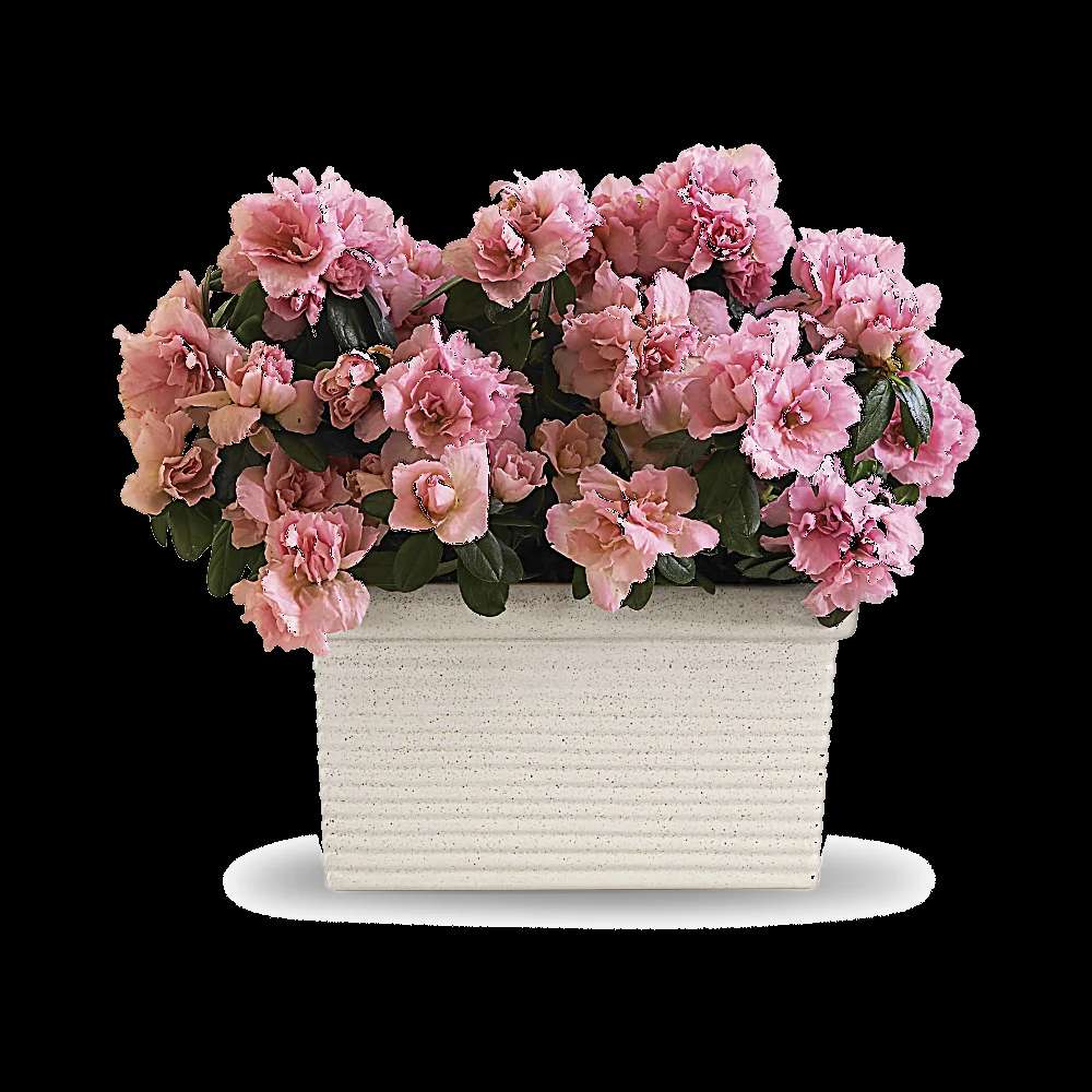 Sweet Azalea Delight