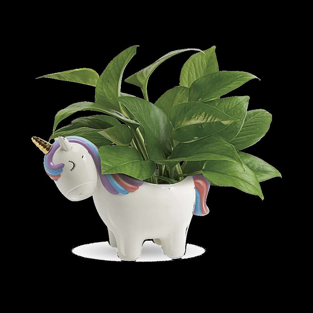 Teleflora's Peaceful Unicorn Pothos Plant