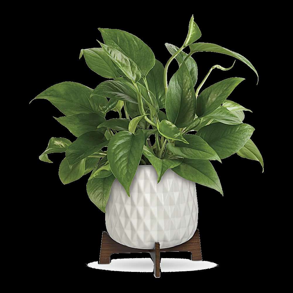Teleflora's Lush Leaves Pothos Plant