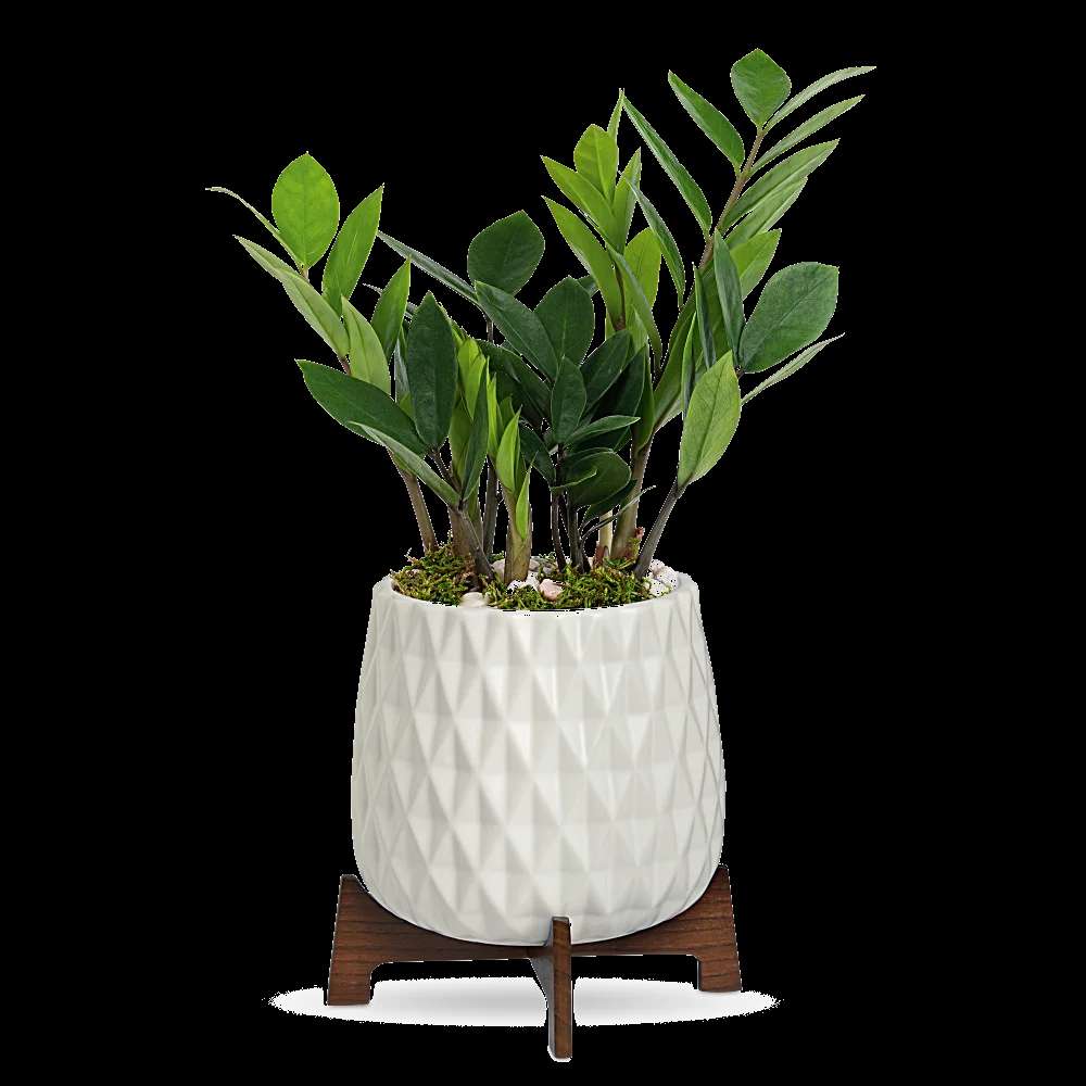 Teleflora's Luxe Leaves Plant