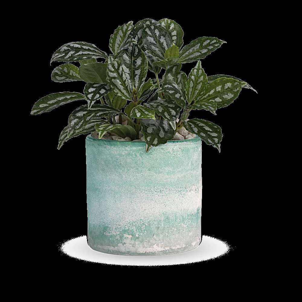 Teleflora's Seaside Mist Plant