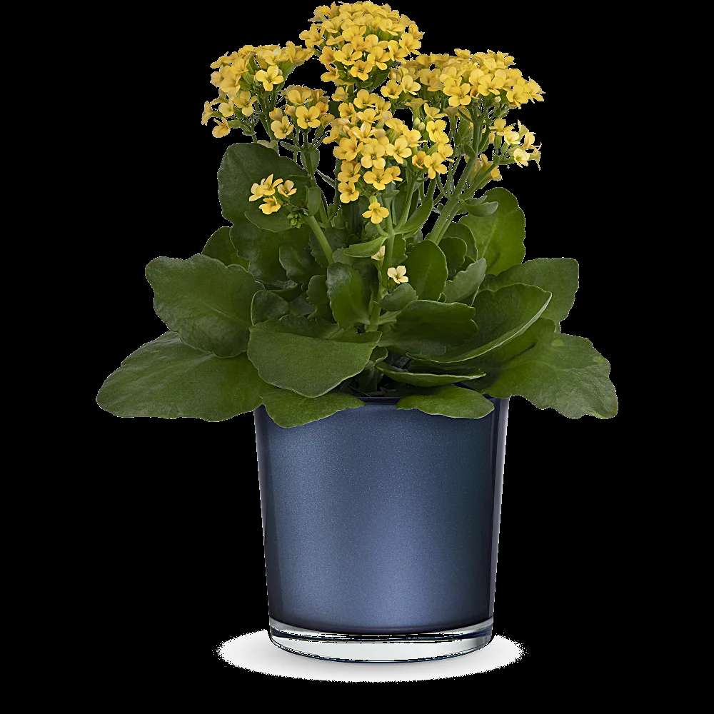 Teleflora's Golden Morning Plant