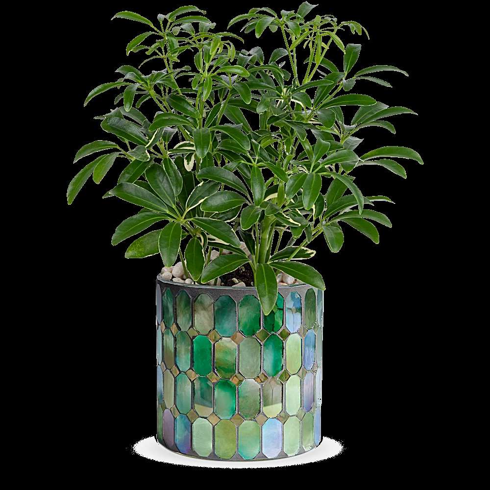 Teleflora's Leaves of Glass Plant