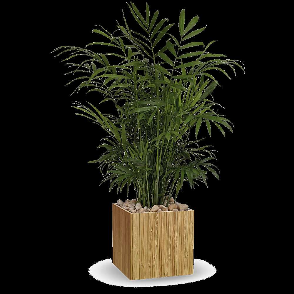 Teleflora's Peaceful Palm