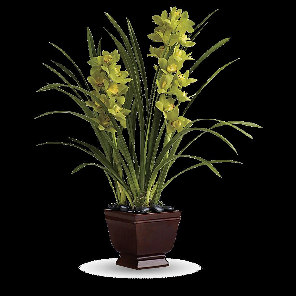 Teleflora's Splendid Orchids