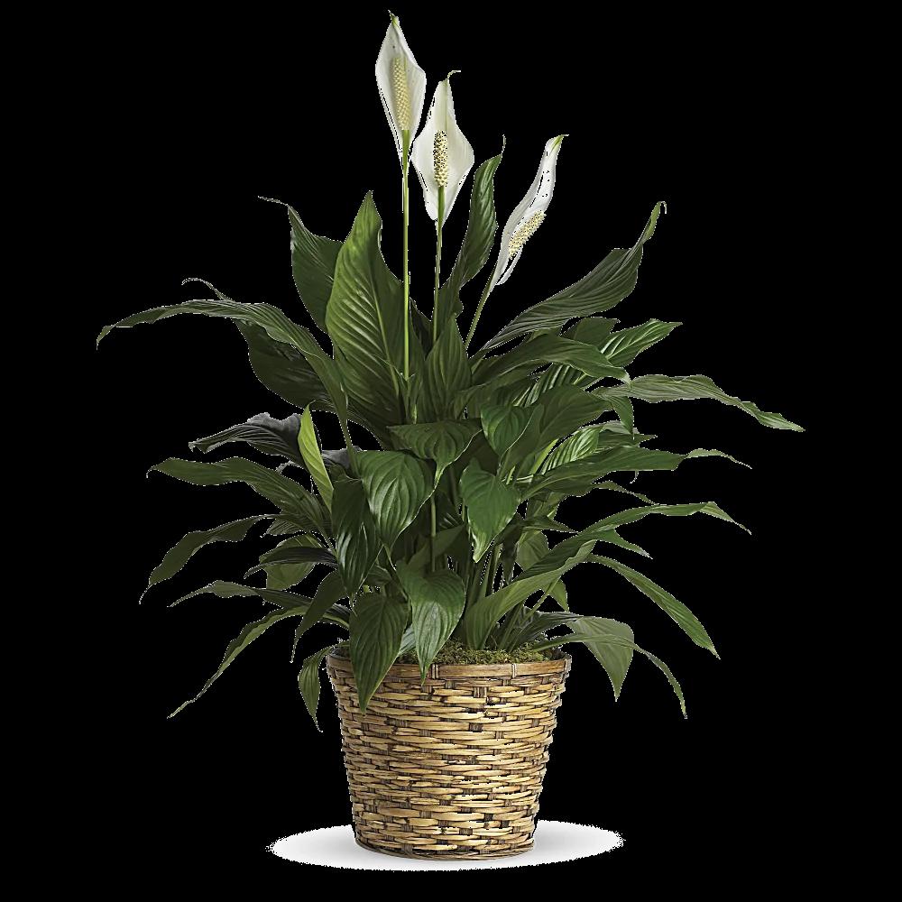 Simply Elegant Spathiphyllum (Peace Lily) - Medium