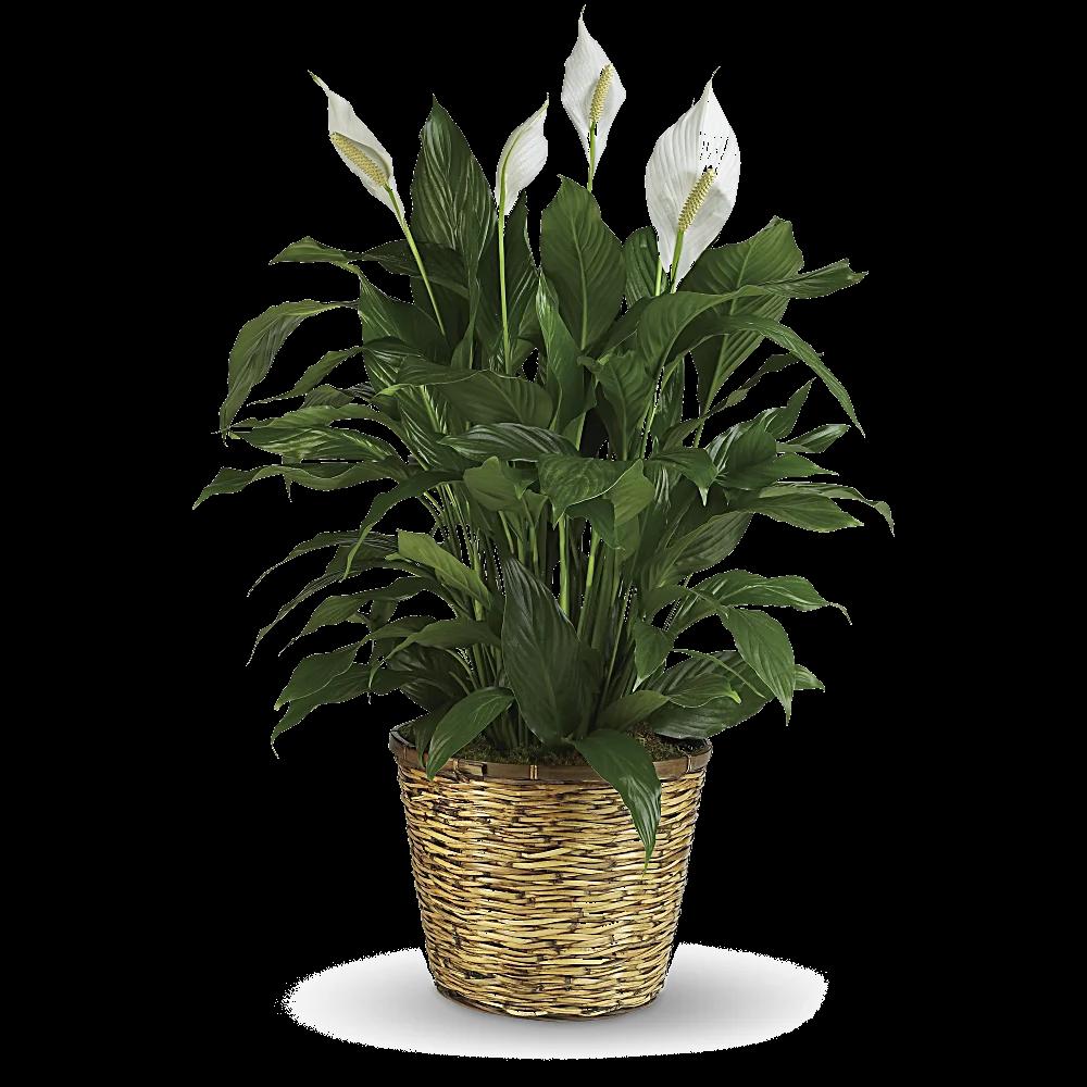 Simply Elegant Spathiphyllum (Peace Lily) - Large