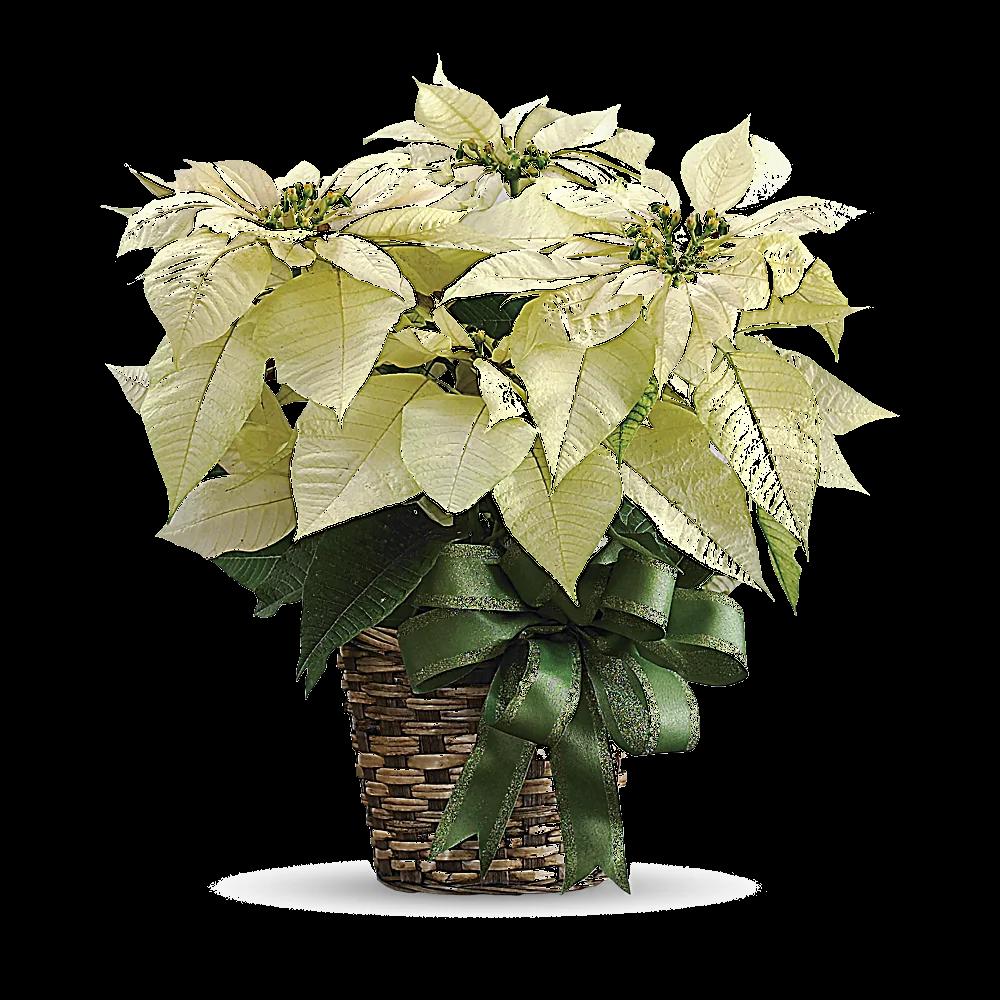 White Poinsettia