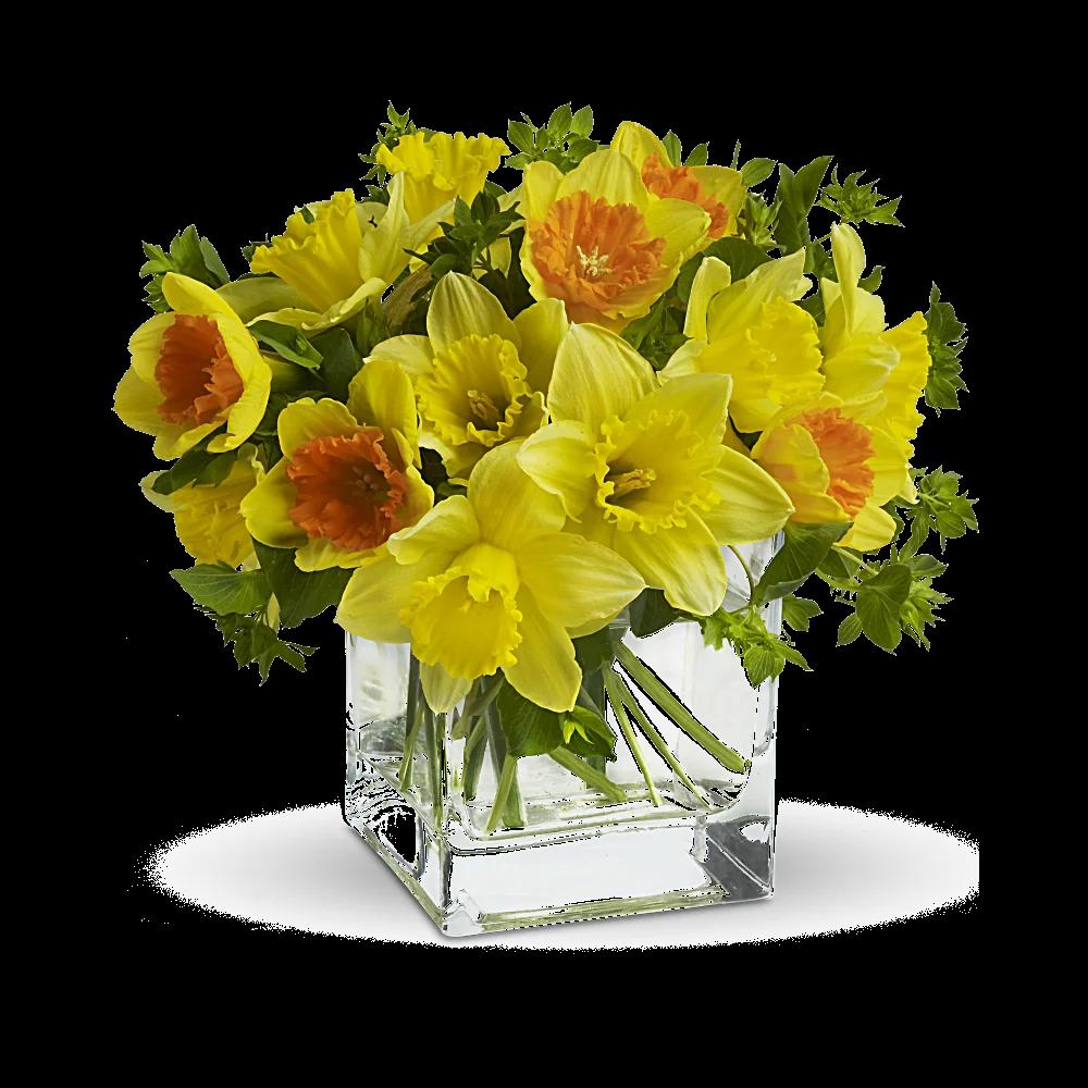 Teleflora's Daffodil Dreams
