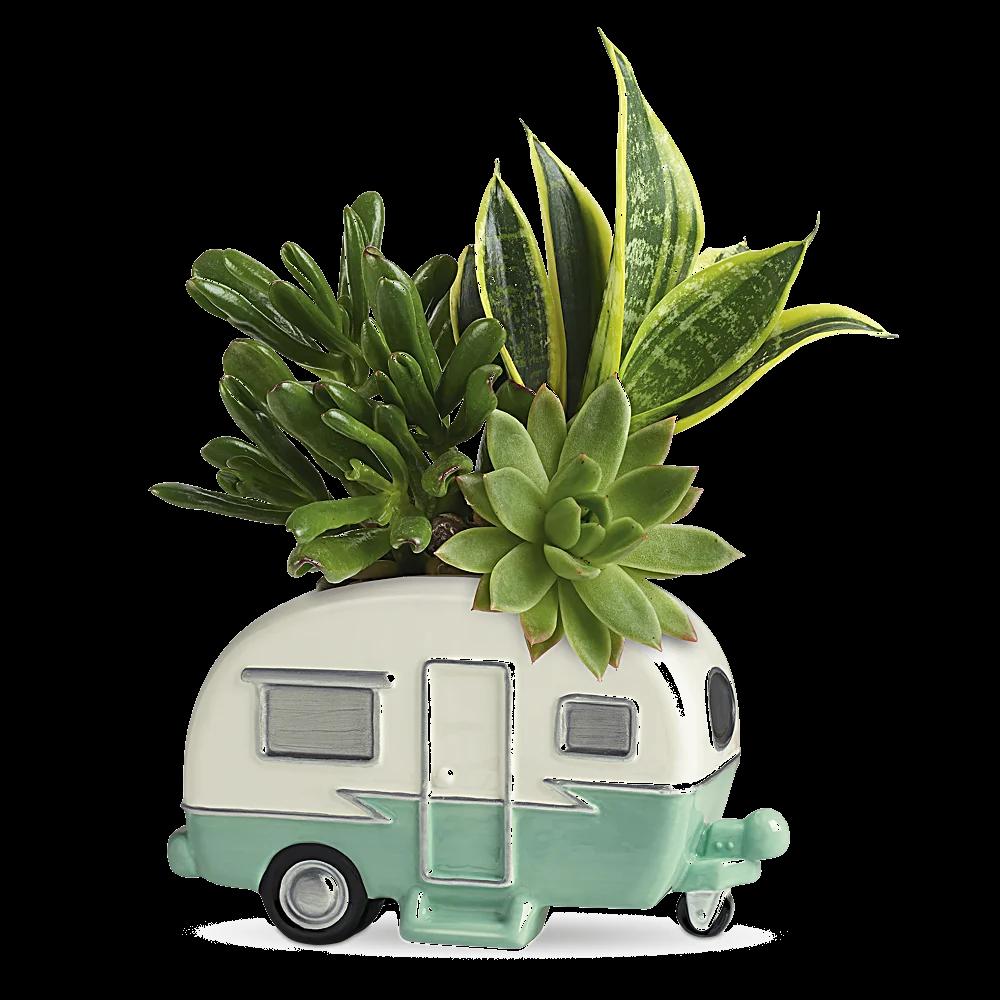 Teleflora's Cool Camper Succulent Garden