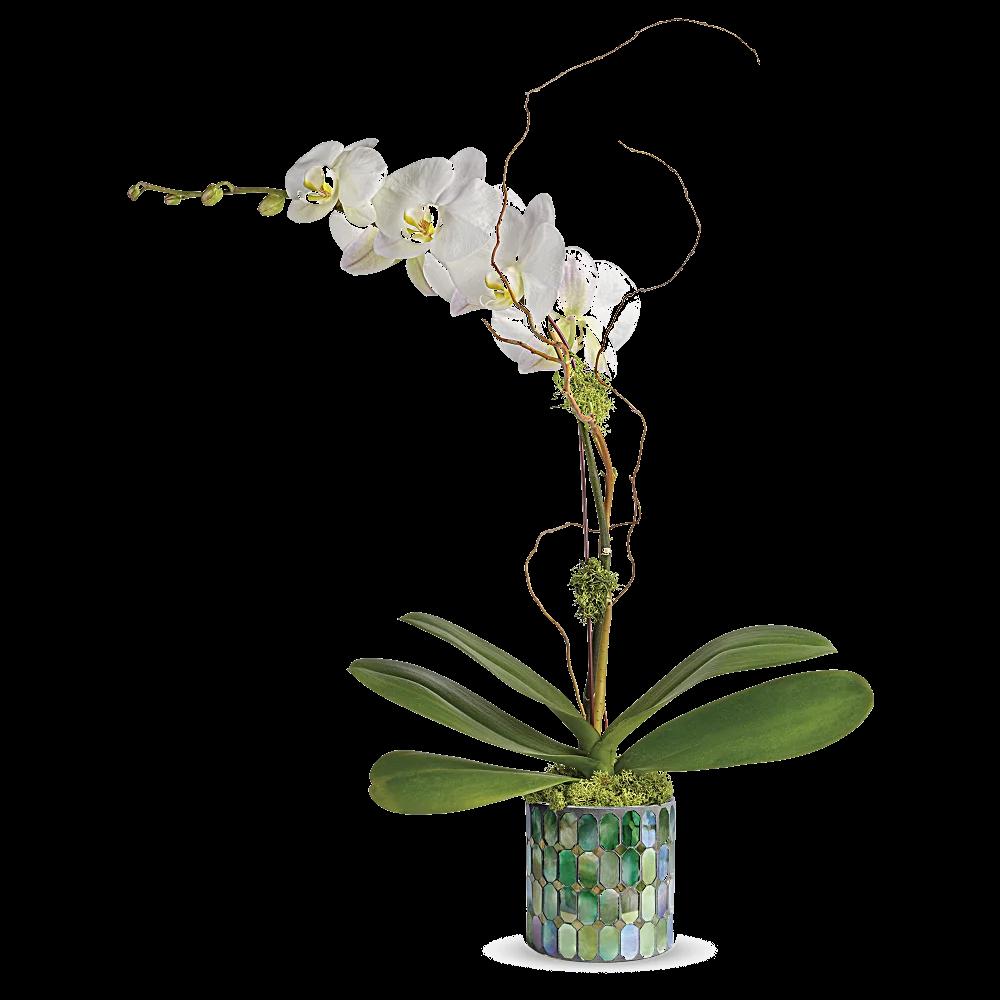 Teleflora's Stained Glass Orchid