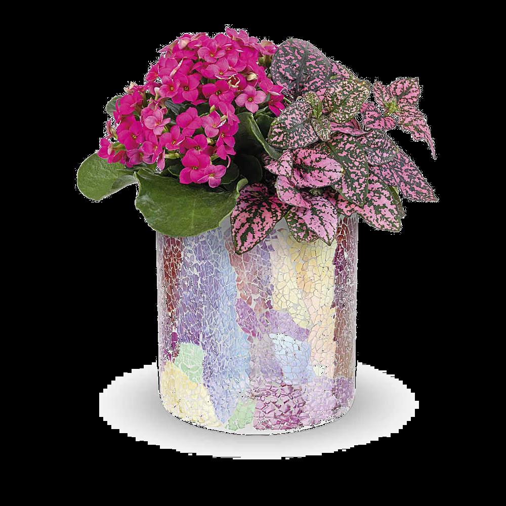 Teleflora's Blushing Duo