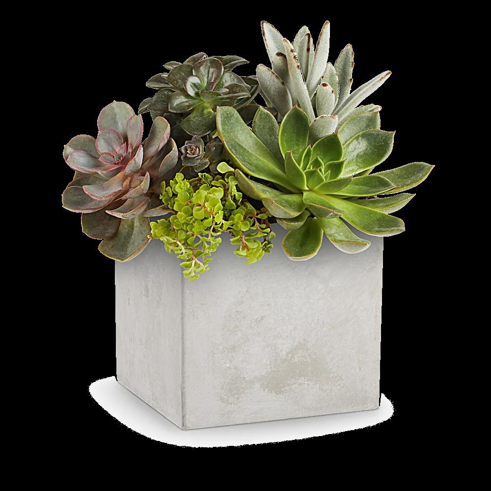 Teleflora's Concreate Oasis Succulent Garden