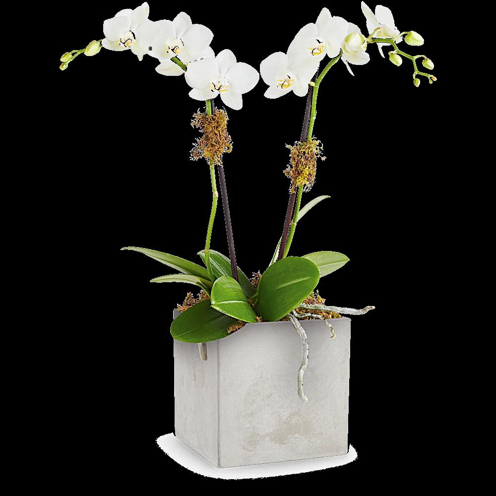 Teleflora's Orchid Artistry