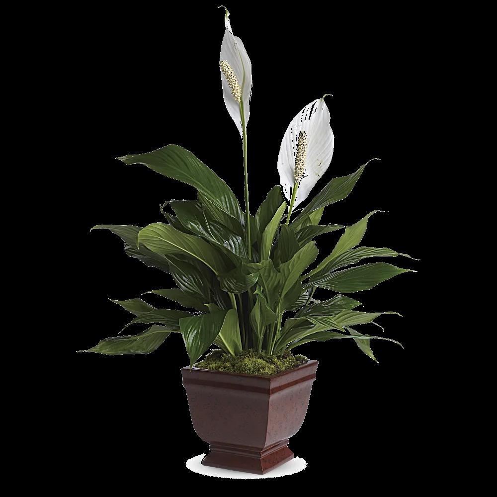 Teleflora's Lovely One Spathiphyllum Plant