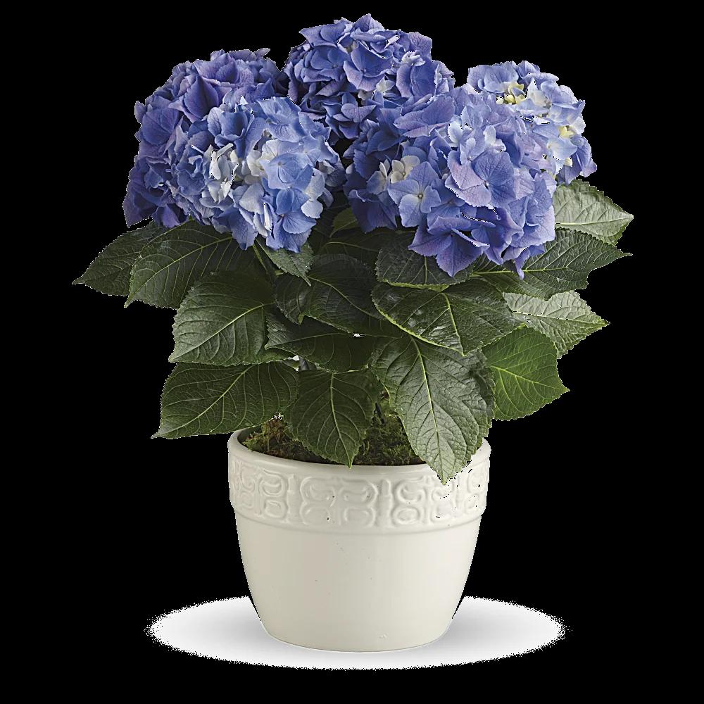 Happy Hydrangea - Blue