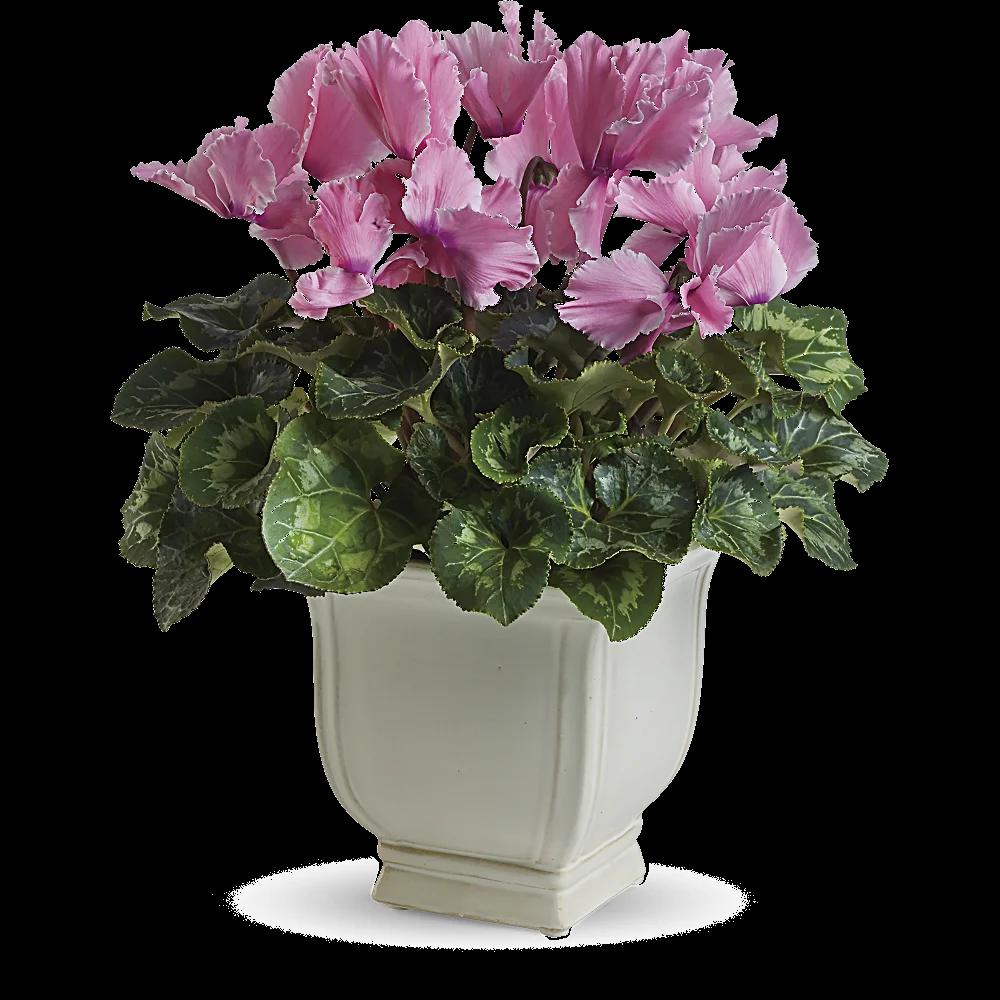 Sunny Cyclamen