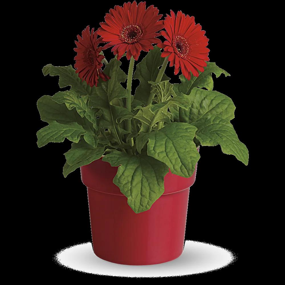 Rainbow Rays Potted Gerbera - Red