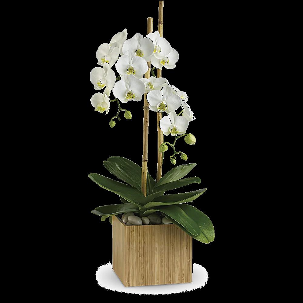 Teleflora's Opulent Orchids