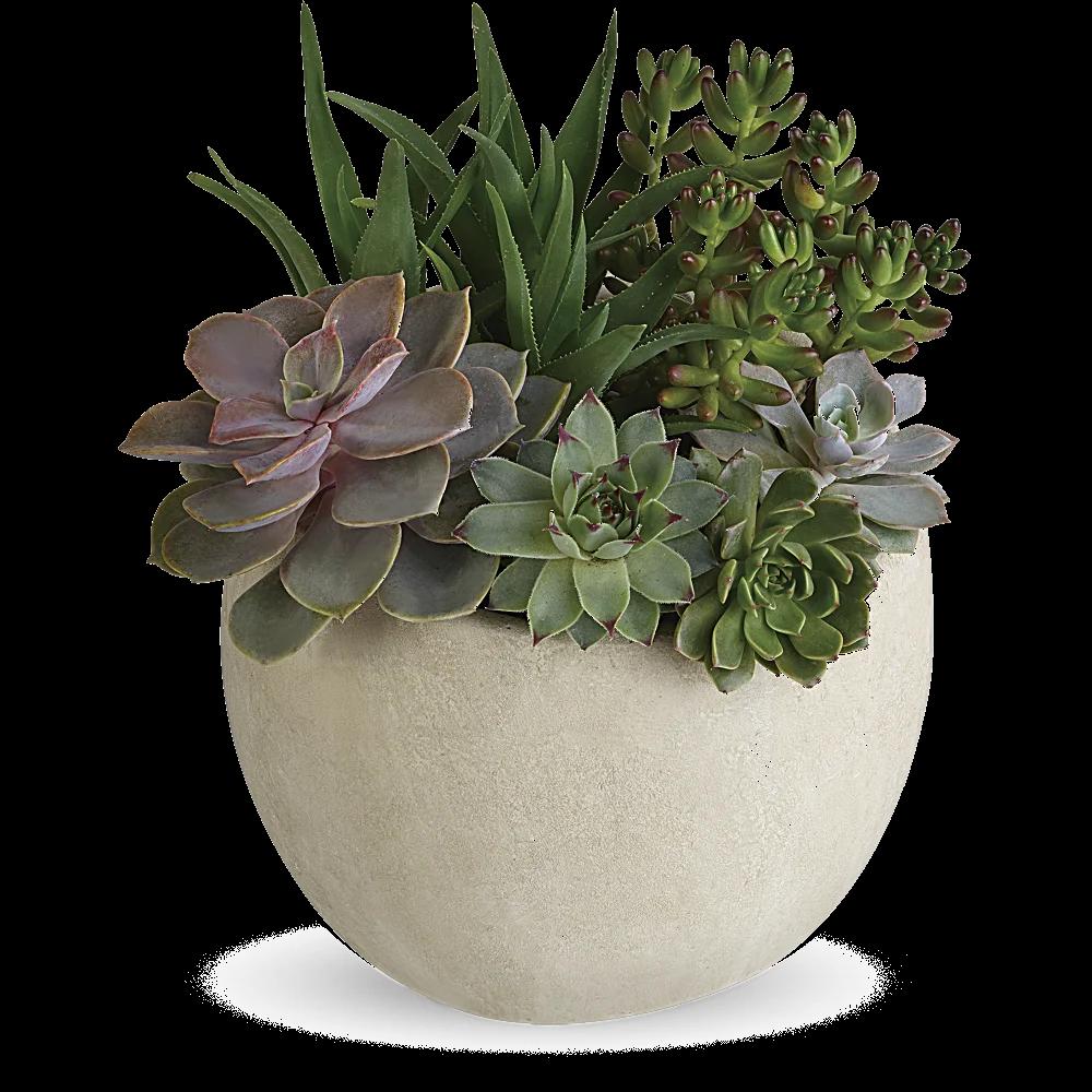 Desert Beauty Succulent Garden