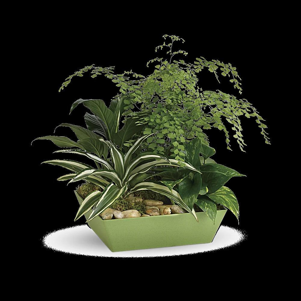 Forever Green Plant Garden