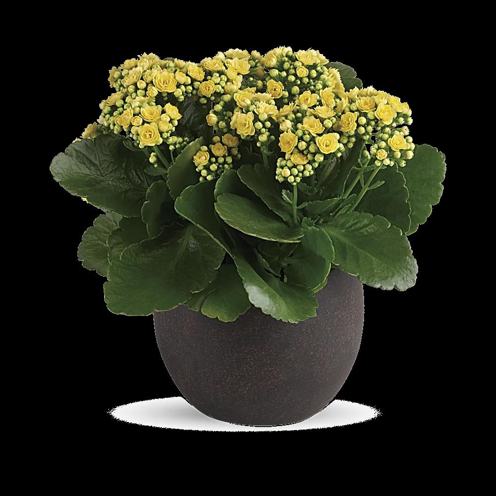 Forever Yellow Kalanchoes