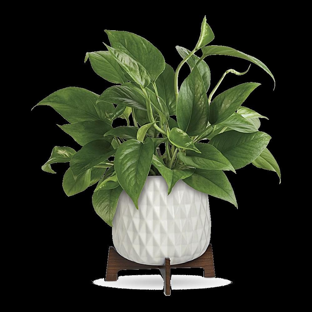 Teleflora's Lush Leaves Pothos Plant