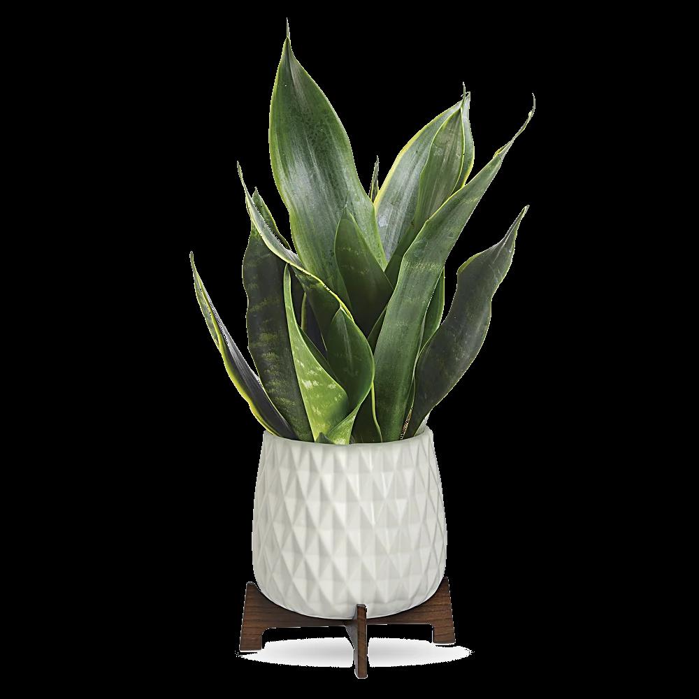 Teleflora's Growing Art Sansevieria Plant