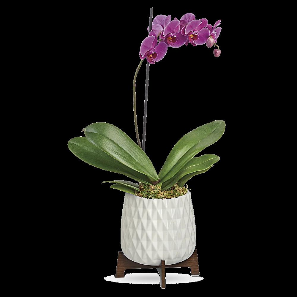 Teleflora's Architectural Orchid Plant