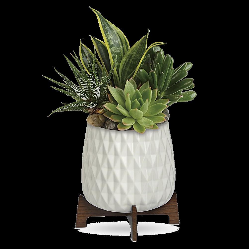 Teleflora's Modern Mood Succulent Garden