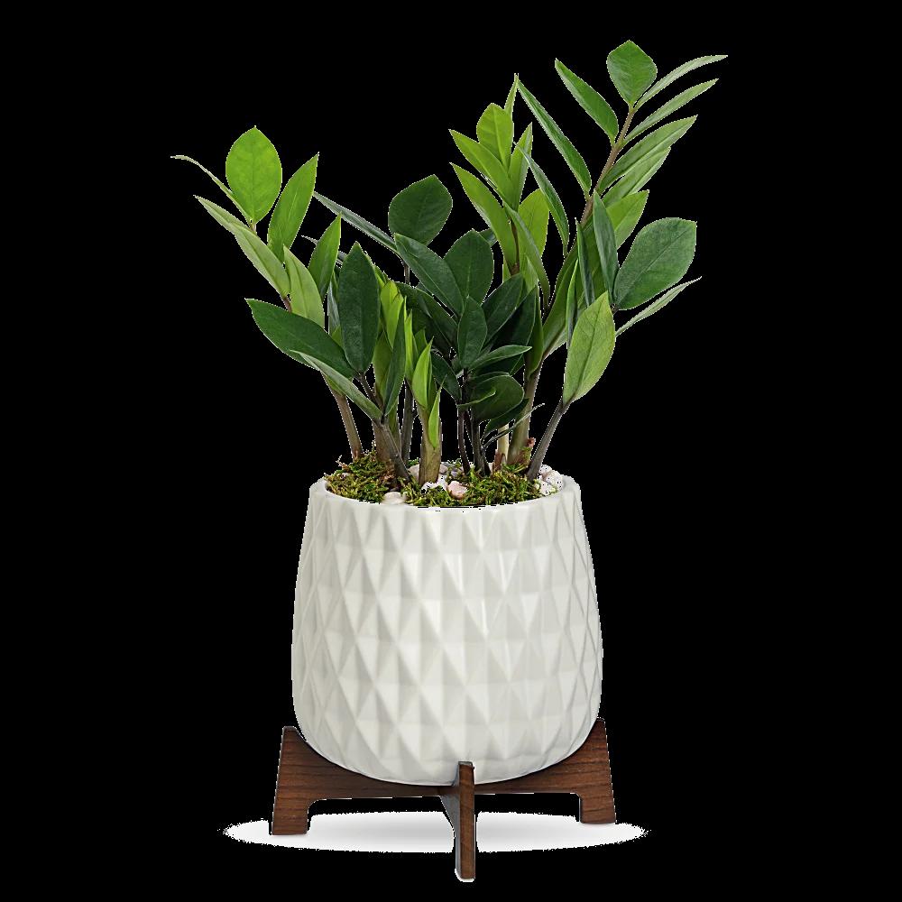 Teleflora's Luxe Leaves Plant