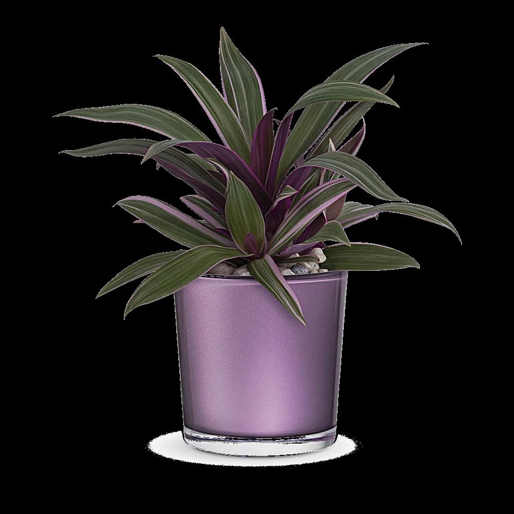 Teleflora's Leaves of Amethyst Plant