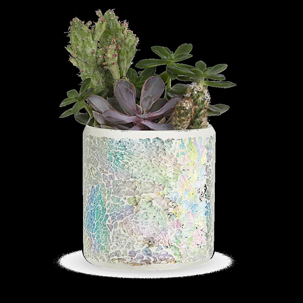 Teleflora's Iridescent Oasis Garden