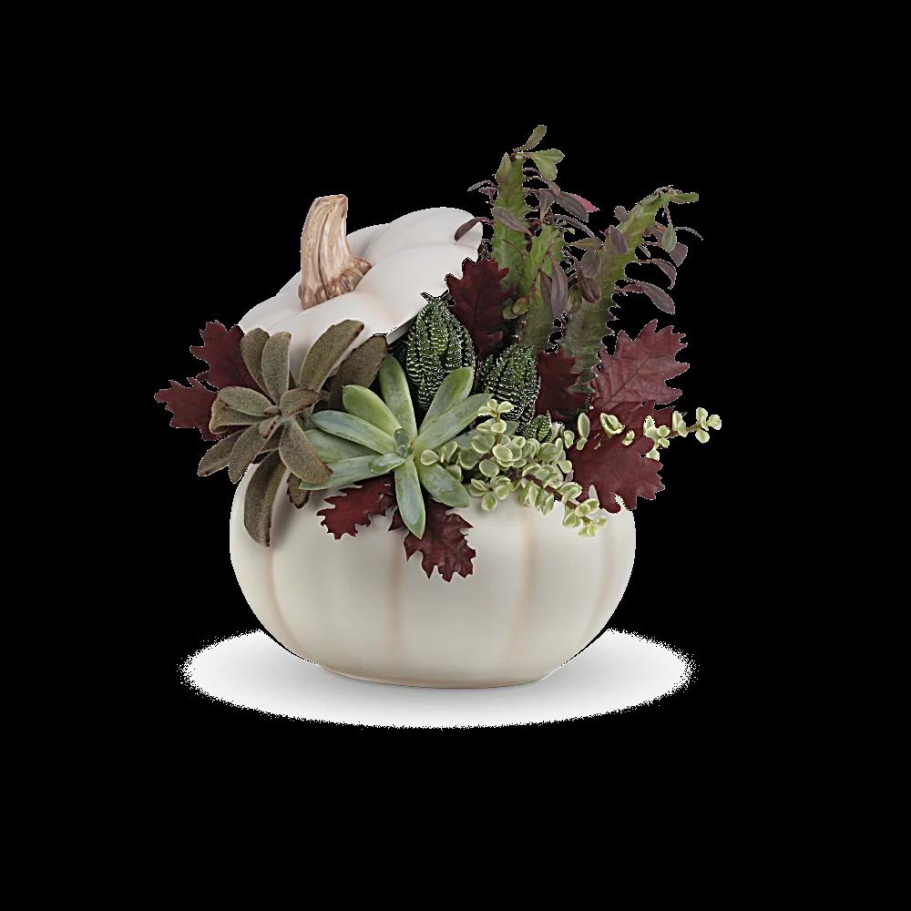 Teleflora's Spooky Succulent Garden