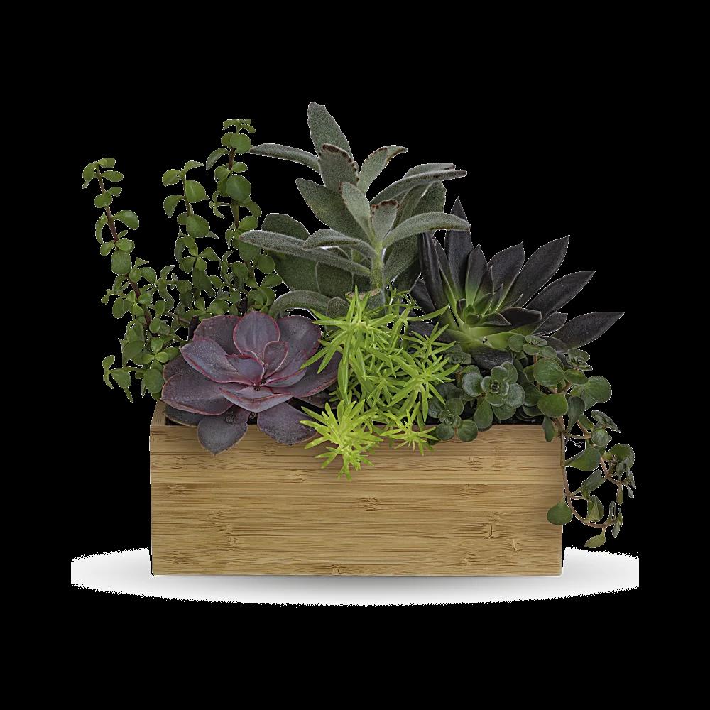 Teleflora's Grow Positive Garden